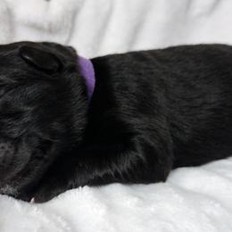 German Shepherd Puppies from Prolific Northwest K9s