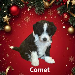 Comet - Black and white male Sheepadoodle puppy in Candler, North Carolina from Celia's Sheepadoodles