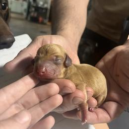 Shiloh - Cream female Dachshund puppy in Nevada, Missouri from Lee's Backroad Fur Babies