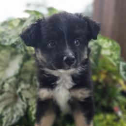 Camilla - Black tri female Miniature Australian Shepherd puppy in Bethel Springs, Tennessee from Debbie Young