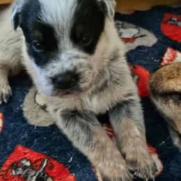 Callie - Blue speckled female Australian Cattle Dog puppy in Cora, Wyoming from Lyla Hinman's Australian Cattle Dogs