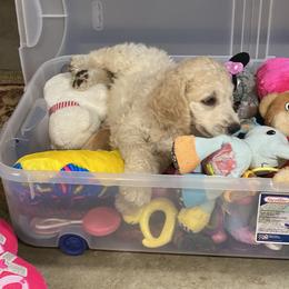 Poodle Puppies from RP Bar Ranch Royal Poodles and Doodles