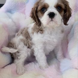 Aspen Sky - Blenheim male Cavalier King Charles Spaniel puppy in Ridgeville, South Carolina from Misty Meadow Cavaliers