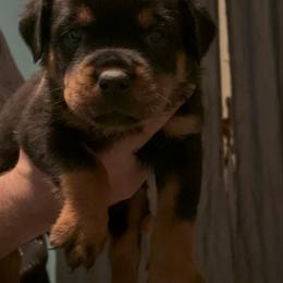 Girl 3 - Black and mahogany female Rottweiler puppy in Detroit, Michigan from Dark Storm Kennels