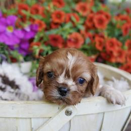 Starry - Blenheim female Cavalier King Charles Spaniel puppy in Lula, Georgia from Cavaliers by Crumley