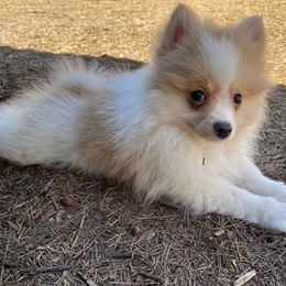 Calisson (AKC) - Orange parti Pomeranian puppy in Bamberg, South Carolina from Shakhor Ohr Collies and Pomeranians