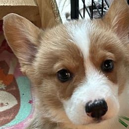 AKC Woodford - Sable Pembroke Welsh Corgi puppy in Parsons, Tennessee from Classy Country Corgis