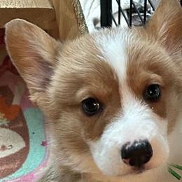 AKC Woodford - Sable Pembroke Welsh Corgi puppy in Parsons, Tennessee from Classy Country Corgis