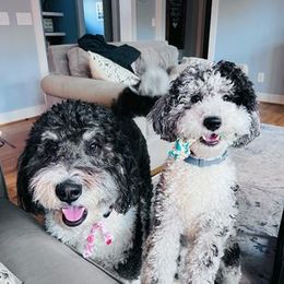 Bernedoodle Puppies from Natchez Trace Doodles