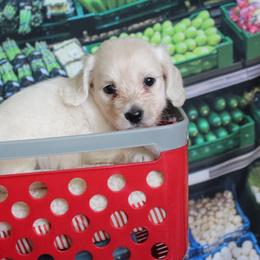Brittney - Cream female Dachshund puppy in Pace, Florida from Shoebox Doxie’s