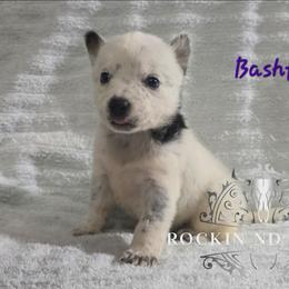 Bashful - Blue female Australian Cattle Dog puppy in Silsbee, Texas from Rockin ND Ranch