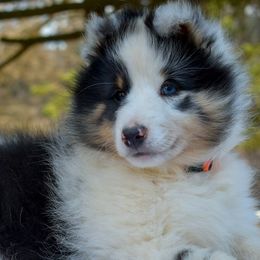 Shetland Sheepdogs from Twilight Shadow Shelties