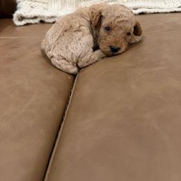 Copper - Apricot male Poodle puppy in Chesnee, South Carolina from Megan’s Spoiled Standards