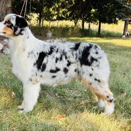 Cardi - Australian Shepherd