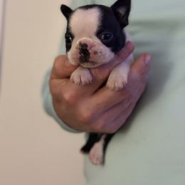 Lucky - Black brindle and white Boston Terrier puppy in Brandon, South Dakota from Lakeview Bostons