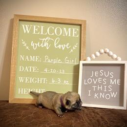 Girl 1 - Fawn Pug puppy in Live Oak, Florida from Heartstring Pugs