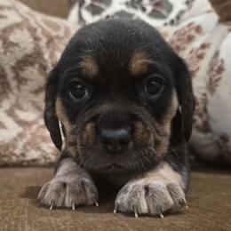 Cash - Black tan and white male Beagle puppy in Salina, Kansas from Peace Love frenchies