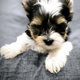 Yorkshire Terrier Puppies from Pixieland Yorkshire Terriers