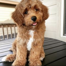 Waffles - Cavapoo