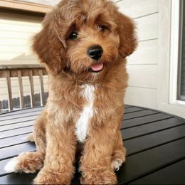 Waffles - Cavapoo