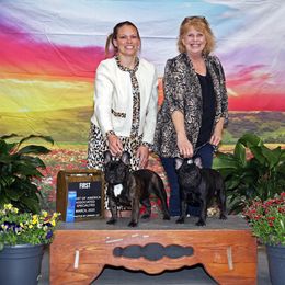 French Bulldog Puppies from Pelis French Bulldogs