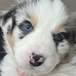 Australian Shepherds from Scottstead Aussies
