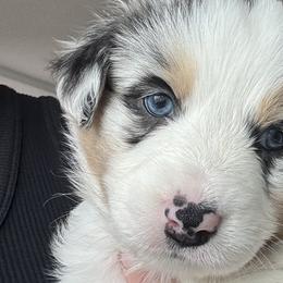 Australian Shepherds from Scottstead Aussies