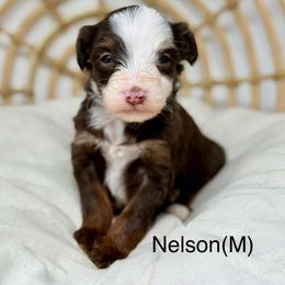 Nelson - male Australian Mountain Doodle puppy in Sterling, Colorado from North 40 Doodles