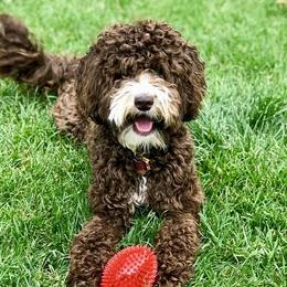 Maya - Australian Labradoodle