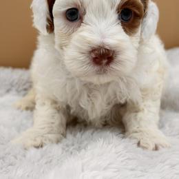 Blue - Red male Australian Labradoodle puppy in Antelope, California from Adorable Labradoodle
