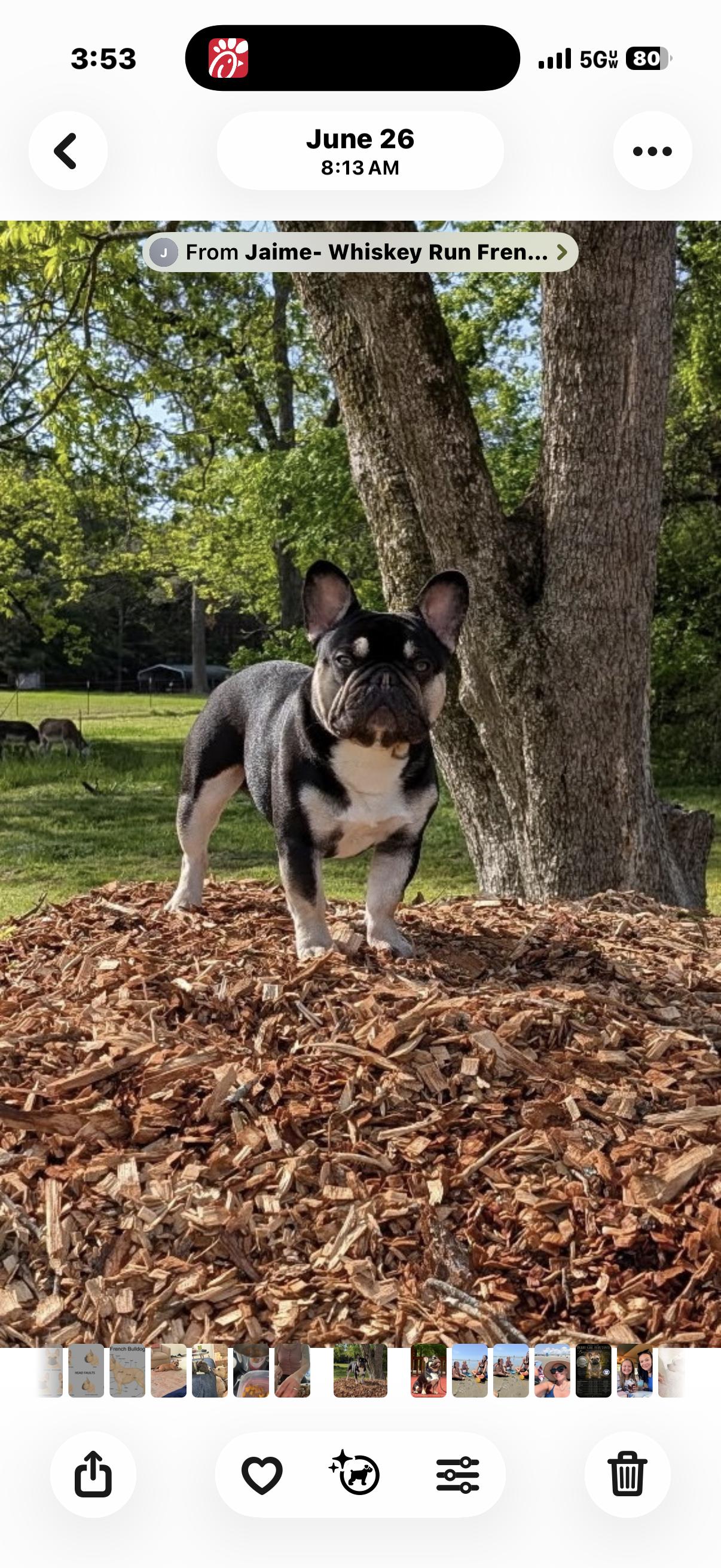 Maestro