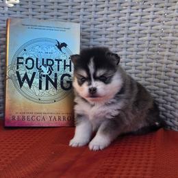 Andarna - Tri-color female Pomsky puppy in Sumter, South Carolina from Emerald Skies Pomskies