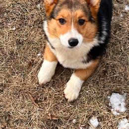 Suzzie  Q - Black and tan female American Corgi puppy in Heyworth, Illinois from Schumaker Corgis