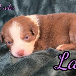 Latte - Red tri-color female Australian Shepherd puppy in Albion, Michigan from Northern Lights Aussies (NL Aussies)