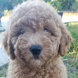 Double Doodles and Goldendoodles from Loving Breeds