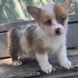 Monte - Red merle and white male American Corgi puppy in East Oakdale, California from Rhettro Kennels
