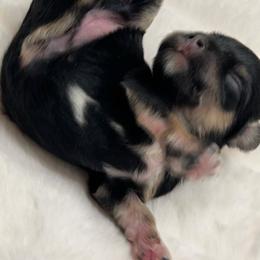 Rhapsody - Black and silver female Miniature Schnauzer puppy in Menifee, California from Moonshine’s Minis