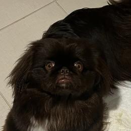 Pekingese from Pekingese Zoo