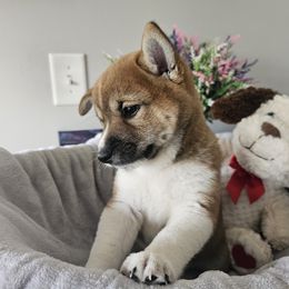Shiba Inu Puppies from Shiba Shenanigans
