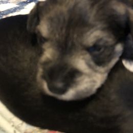 Miniature Schnauzer and Poodle Puppies from Bits & Bytes Farm