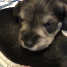 Miniature Schnauzer and Poodle Puppies from Bits & Bytes Farm