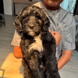 Gray - Black and white male Bernedoodle puppy in Moreno Valley, California from Ayy_Doodles