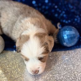 RUDY - Red merle female Miniature Australian Shepherd puppy in San Tan Valley, Arizona from Jaylee's Miniature Australian Shepherds