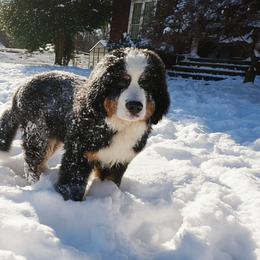 Bernese Mountain Dog and Golden Retriever Puppies from Bunn Ranch Goldens & Bernese