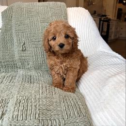 Goldie - female Cavapoochon puppy in Burlington, Iowa from Pleasant Home Puppies