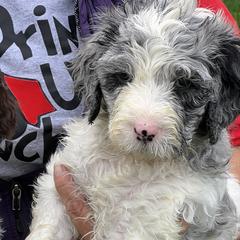 Blue collar boy - male Newfypoo puppy in Fairfield, California from Twin Sisters Doodles