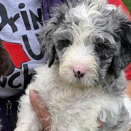 Blue collar boy - male Newfypoo puppy in Fairfield, California from Twin Sisters Doodles