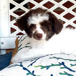 Cookie - Parti Poodle puppy in Mabelvale, Arkansas from Durham's Designer Poos
