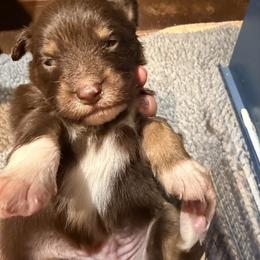 Riptide - Red tri-color male Miniature American Shepherd puppy in New Mexico from Von Südwest German Shepherds and Mosaic Mini American Shepherds