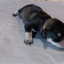 Onyx - Salt and pepper male Miniature Schnauzer puppy in Weatherford, Texas from Castle of Paws